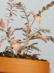 Phyllanthus Urinaria Pink Variegata buschig