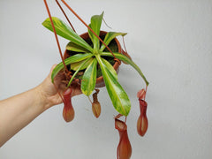 Nepenthes Alata Variegata