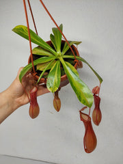 Nepenthes Alata Variegata