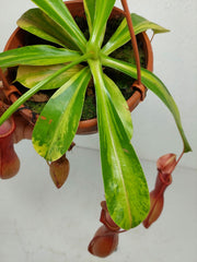 Nepenthes Alata Variegata