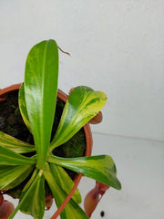 Nepenthes Alata Variegata
