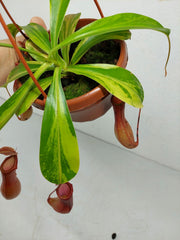 Nepenthes Alata Variegata
