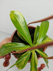 Nepenthes Alata Variegata