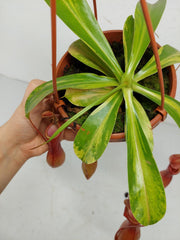 Nepenthes Alata Variegata