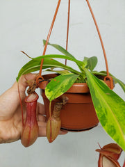 Nepenthes Alata Variegata