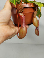 Nepenthes Alata Variegata