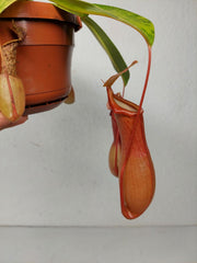 Nepenthes Alata Variegata