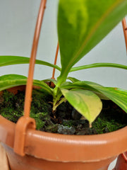 Nepenthes Alata Variegata