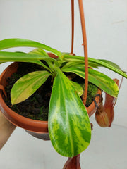 Nepenthes Alata Variegata