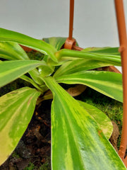 Nepenthes Alata Variegata