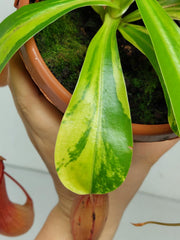 Nepenthes Alata Variegata