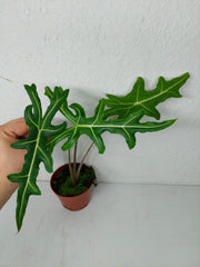 Alocasia Portei Aurea