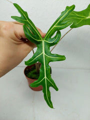 Alocasia Portei Aurea