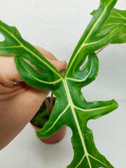 Alocasia Portei Aurea