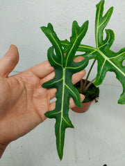 Alocasia Portei Aurea