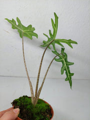 Alocasia Portei Aurea
