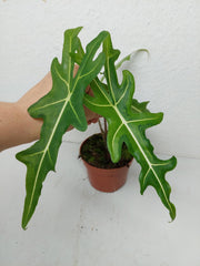 Alocasia Portei Aurea