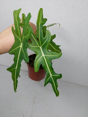 Alocasia Portei Aurea