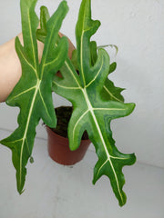 Alocasia Portei Aurea