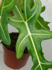 Alocasia Portei Aurea