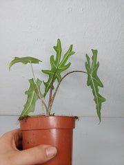 Alocasia Portei Aurea