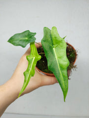 Alocasia Portei Aurea