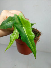 Alocasia Portei Aurea