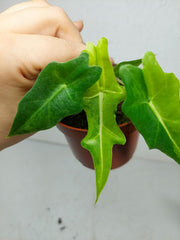 Alocasia Portei Aurea