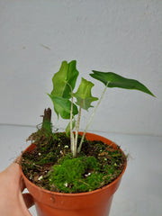 Alocasia Portei Aurea