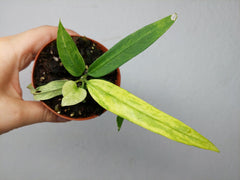 Anthurium Vittarifolium Variegata