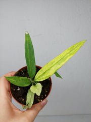 Anthurium Vittarifolium Variegata