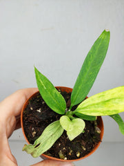 Anthurium Vittarifolium Variegata