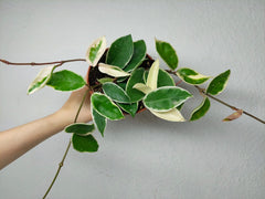 Hoya Carnosa Krimson Queen