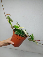 Hoya Carnosa Krimson Queen