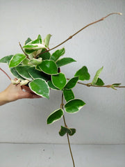 Hoya Carnosa Krimson Queen