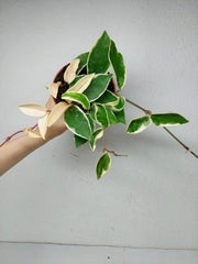 Hoya Carnosa Krimson Queen