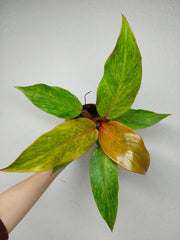 Philodendron Orange Marmalade