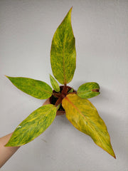 Philodendron Orange Marmalade