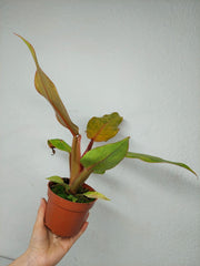 Philodendron Orange Marmalade