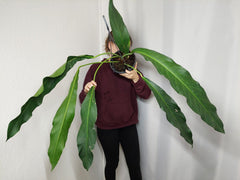 Anthurium Big Bill