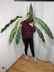 Anthurium Big Bill