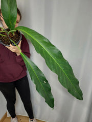 Anthurium Big Bill