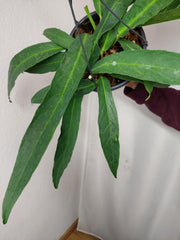 Anthurium Big Bill