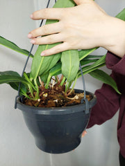 Anthurium Big Bill