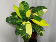 Philodendron Green Congo Variegata groß