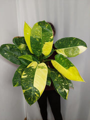 Philodendron Green Congo Variegata groß