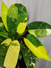 Philodendron Green Congo Variegata groß