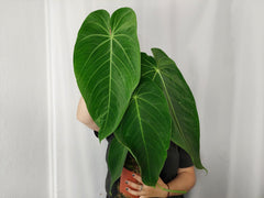 Anthurium Warocqueanum x Waterburyanum