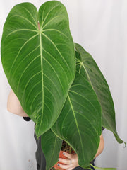 Anthurium Warocqueanum x Waterburyanum