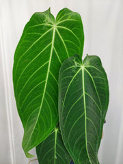 Anthurium Warocqueanum x Waterburyanum spontan panaschiert